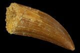 Carcharodontosaurus Tooth - Real Dinosaur Tooth #131261-1
